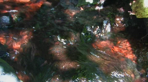 Autumn Yellow Leaf in the Stream 스톡 동영상 573604