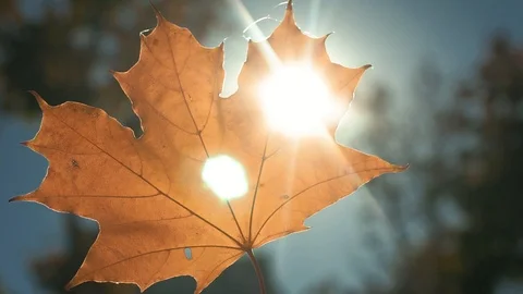 Autumn yellow leaf in the sun. Stock Footage 96546071