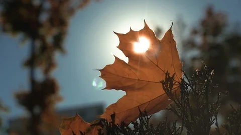 Autumn yellow leaf in the sun. Stock Footage 96547659