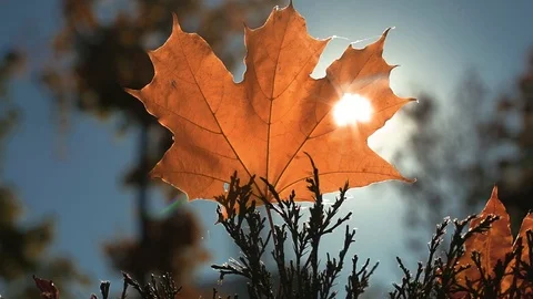 Autumn yellow leaf in the sun. Stock Footage 97126313