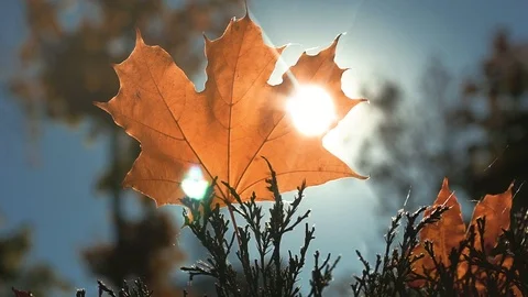 Autumn yellow leaf in the sun. Stock Footage 97143713