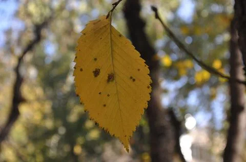 Autumn yellow leaf on the tree Stock Photos