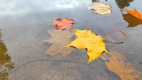 Autumn yellow leaves float in puddles . The puddles reflect the blue sky and the Stock Footage 128206414