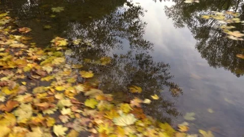 Autumn. Yellow leaves floating on the surface of a pond in the park Stock Footage 162353264