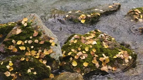 Autumn yellow leaves flow down a shallow forest stream in the Southern Urals, Ru Stock Footage 325449549