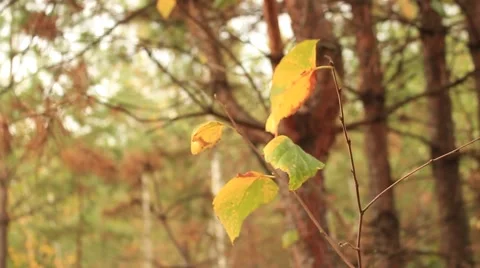 Autumn yellow leaves Video stock 55375448