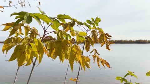 Autumn yellow leaves Stock Footage 162482025