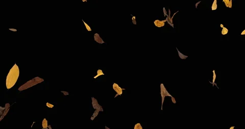 Autumn yellow leaves Stock Footage 162500480