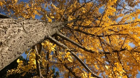 Autumn yellow leaves ginko biloba tree around fall leaves Stock Footage