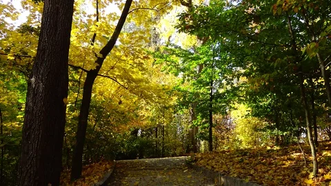 Autumn, yellow leaves, leaf fall in Sophia park, Uman, Ukraine 動画素材 118872093