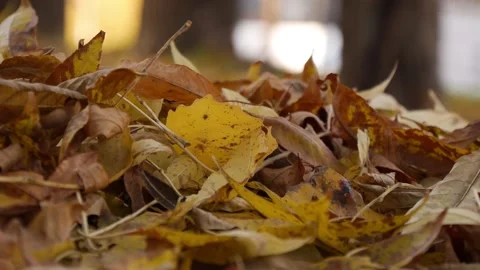 Autumn yellow leaves slowingly fall on each other. Stock Footage 140968027