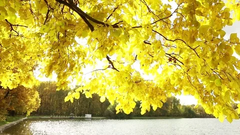  Autumn yellow leaves. Tree branches over the lake. Stock Footage 80913022