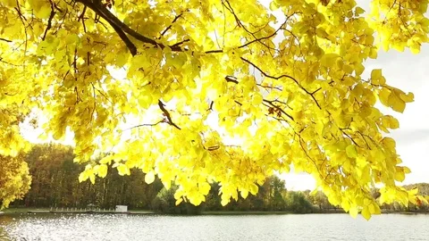  Autumn yellow leaves. Tree branches over the lake. Stock Footage 80913065