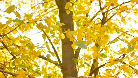 Autumn yellow leaves on a tree. Camera in motion Stock Footage 97535855
