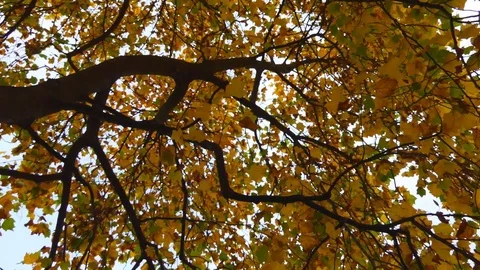 Autumn. Yellow leaves on a tree. Stock Footage 81828885