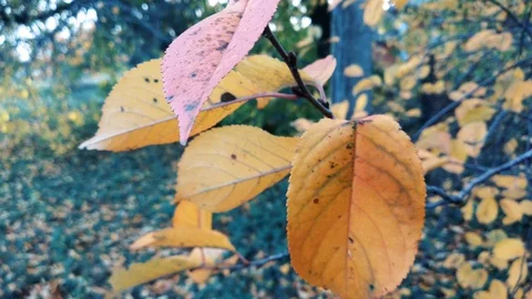 Autumn yellow leaves on a tree 動画素材 97864313