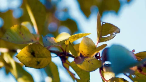 Autumn yellow leaves on a tree Stock Footage 100542456