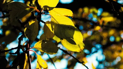 Autumn yellow leaves on a tree Stock Footage 100548147