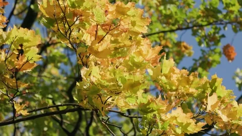 Autumn yellow leaves on a tree Stock Footage