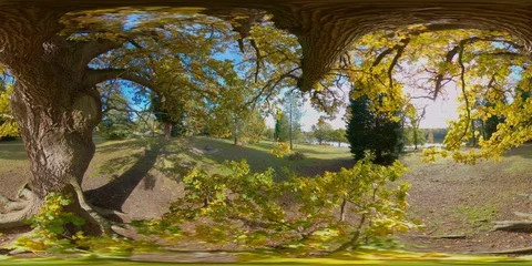 Autumn Yellow Leaves Tree Virginia Water 360 VR Stock Footage