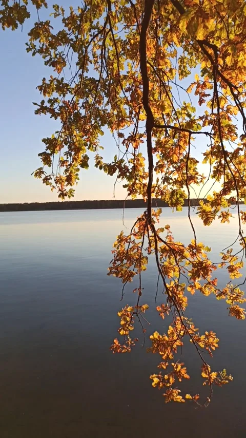 Autumn yellow maple Stock Footage 162685181