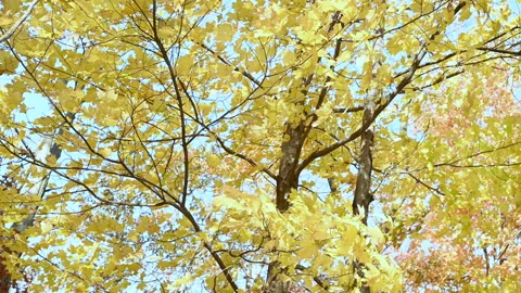 Autumn yellow maple Stock Footage 201973918