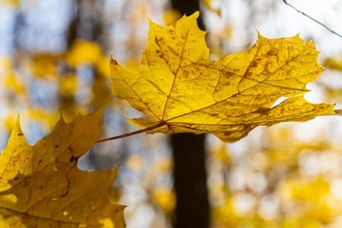Autumn yellow maple leaf among green foliage. Early Autumn Stock Photos