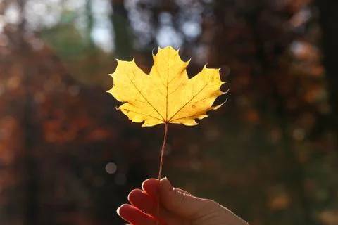 Autumn. Yellow maple leaf in the hands. Foto stock