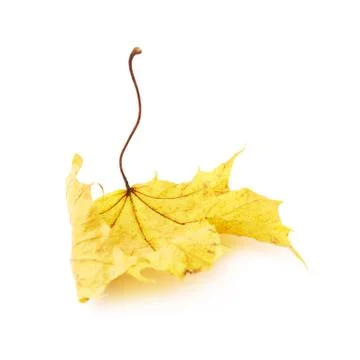 Autumn yellow maple leaf isolated Stock Photos