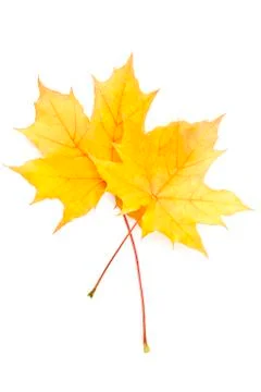Autumn yellow maple leaf Foto stock