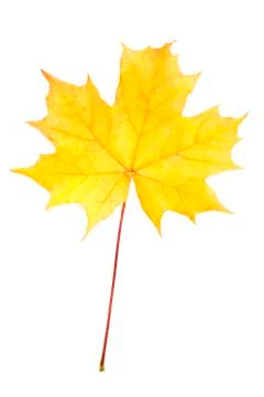 Autumn yellow maple leaf 写真素材