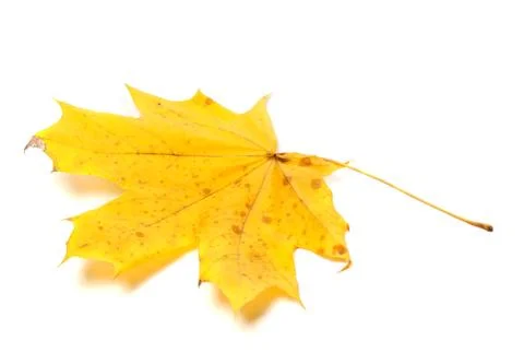Autumn yellow maple leaf Stock Photos