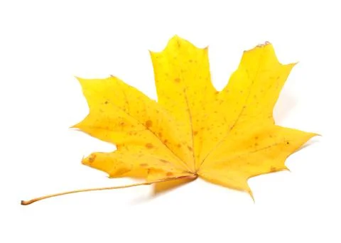 Autumn yellow maple leaf Stock Photos