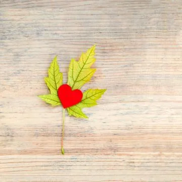 Autumn yellow maple leaf with red heart inside on wooden background. Stock Photos