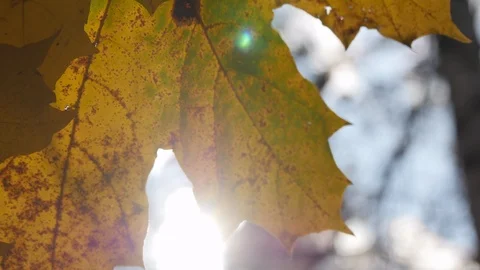 Autumn Yellow Maple Leaf With Sun Backlight On Wind. Video stock 117718455