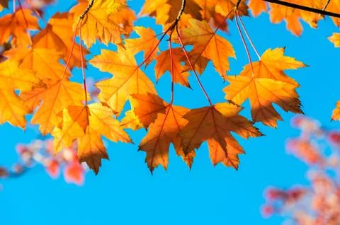 Autumn yellow maple leaf tree background Stock Photos