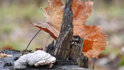 An autumn yellow maple leaf trembles in the wind on a stump with a mushroom. Stock Footage 295228255