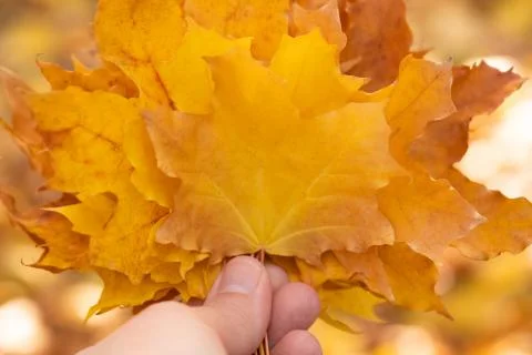 Autumn yellow maple leaves close up Stock Photos