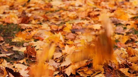 Autumn, yellow maple leaves fall to the ground Video stock 31069592