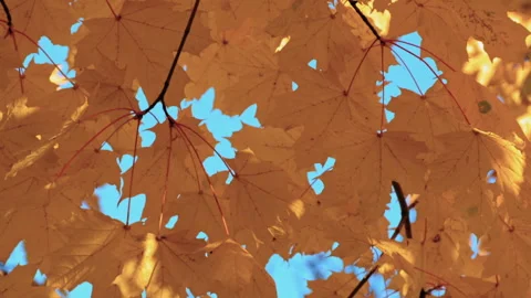 Autumn yellow maple leaves, fall colors background. Stock Footage 247635636