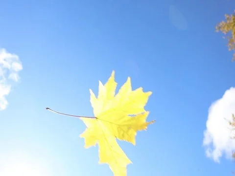Autumn. Yellow maple leaves flying against the blue sky Stock Footage 80284474