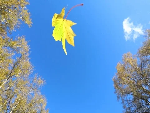 Autumn. Yellow maple leaves flying against the blue sky Stock Footage 80284492