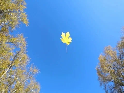 Autumn. Yellow maple leaves flying against the blue sky Stock Footage 80284610