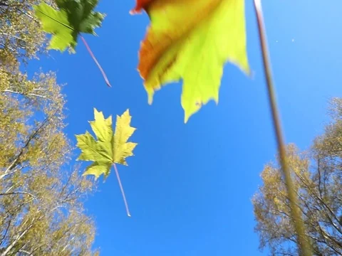 Autumn. Yellow maple leaves flying against the blue sky Video stock 80284627