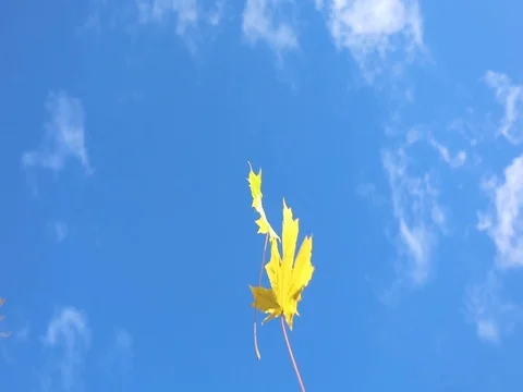Autumn. Yellow maple leaves flying against the blue sky Video stock 80284698
