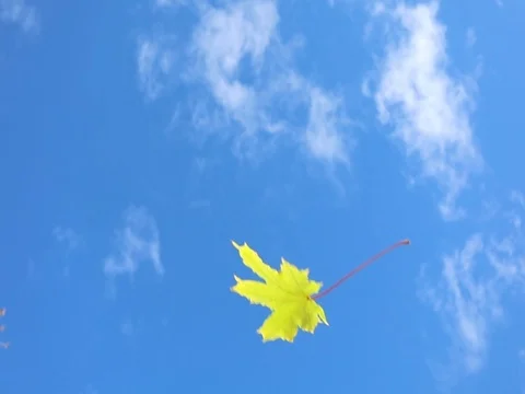 Autumn. Yellow maple leaves flying against the blue sky Stock Footage 80284860