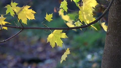 Autumn yellow maple leaves with foliage in the background Stock Footage 52366341