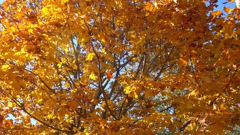 Autumn yellow maple leaves in the wind slow mo Stock Footage 117329862