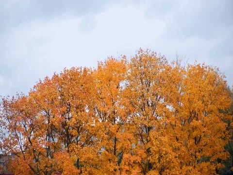 Autumn yellow maple trees in the wind Stock Footage 81113100