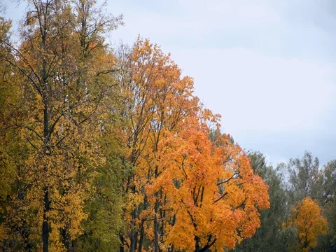 Autumn yellow maple trees in the wind Stock Footage 81114806